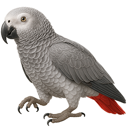 Congo African Grey